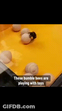 Bumble Bee Playing With Toys GIF