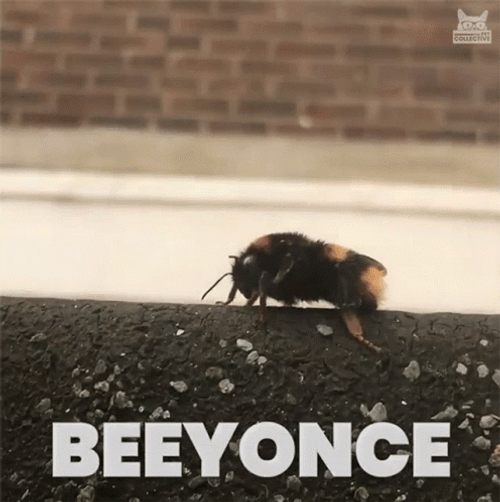 Bumblebee Beyonce Leg GIF