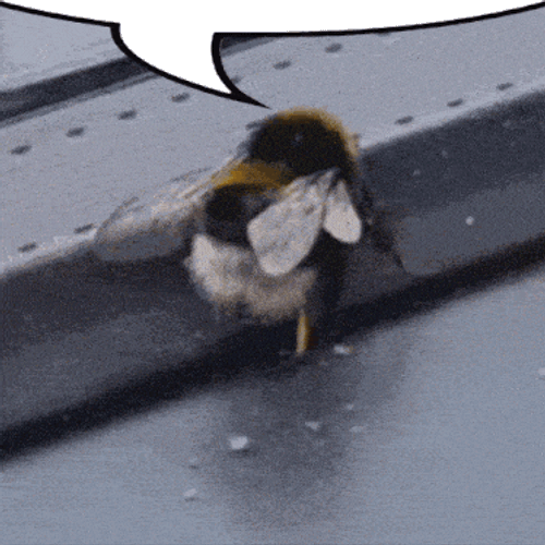 Bumblebee Bumblebee Dance GIF