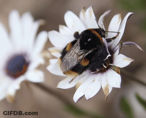 Bumblebee Peeing Now GIF