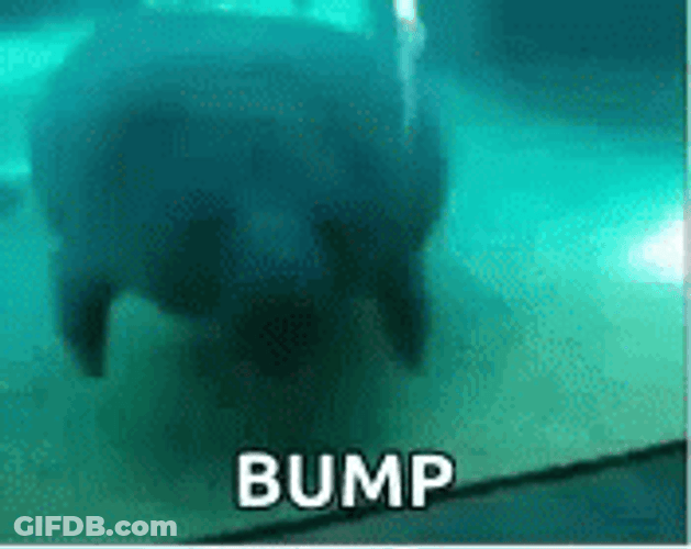 Bump Bumping Manatee GIF
