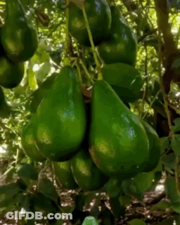 Bunch Of Avocados Hanging From Tree GIF
