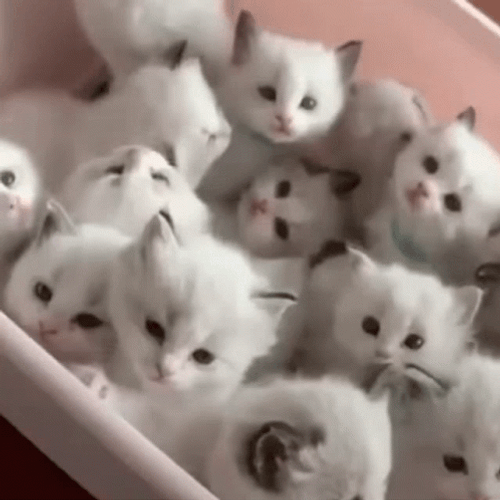 Bunch Of Cute Cat Lover GIF