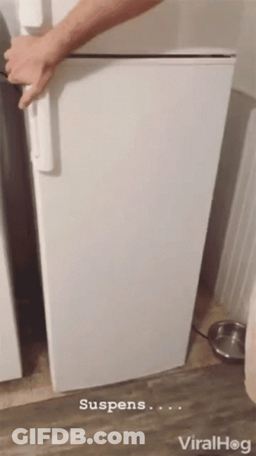 Bunch Of Dog Staying Cool Inside Refrigerator GIF