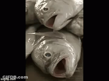 Bunch Of Fish With Open Mouths Stacked GIF
