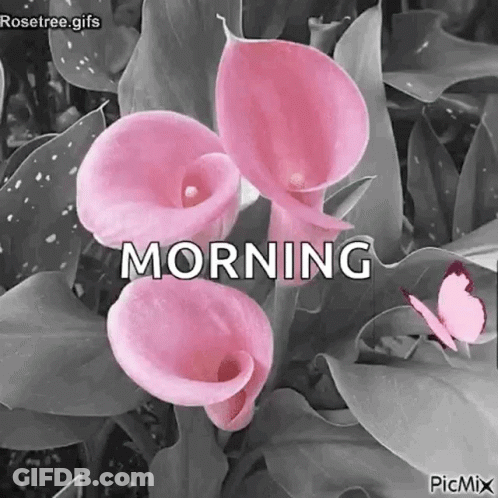 Bunch Of Pink Flowers Morning GIF