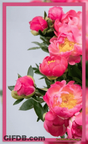 Bunch Of Pink Flowers With Pink Frame GIF