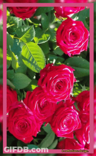 Bunch Of Pink Roses With Pink Border GIF