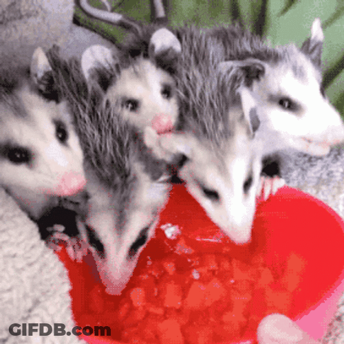Bunch Of Possum Eating GIF