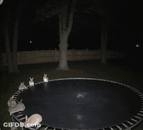 Bunch Of Rabbits Jumping On Trampoline In Dark GIF