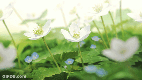 Bunch Of White Flowers With Green Leaves GIF