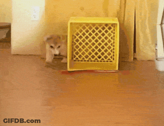 Bungee Dog Leash Turnaround Walk GIF
