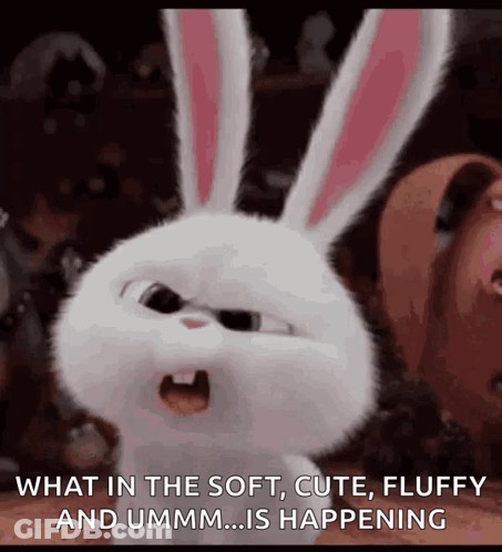 Bunnies What GIF