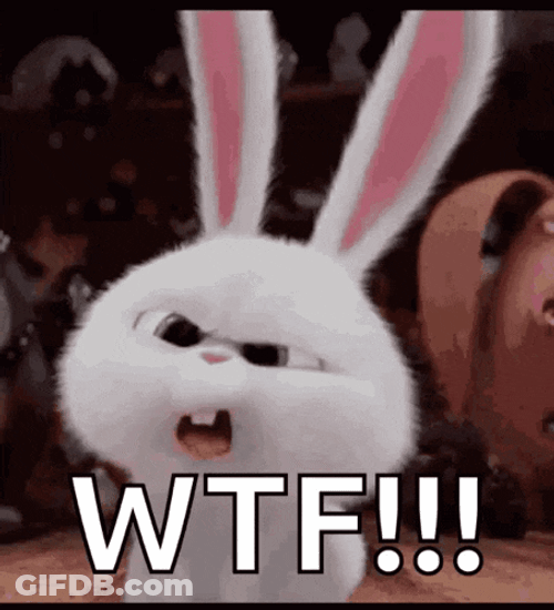 Bunnies What GIF