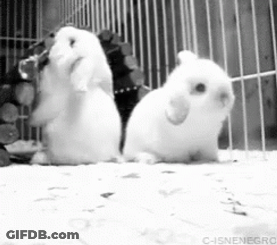 Bunny Backard Flop GIF