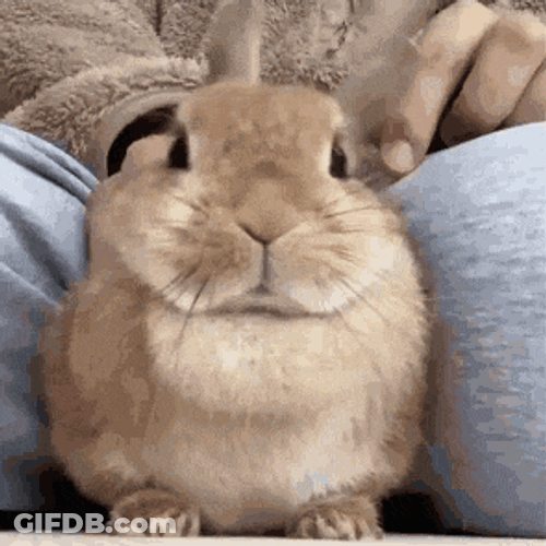 Bunny Cute GIF