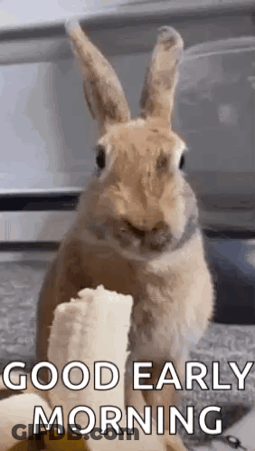 Bunny Eating Banana Saying Good Early Morning GIF