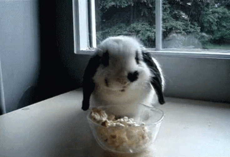 Bunny Eating Popcorn GIF