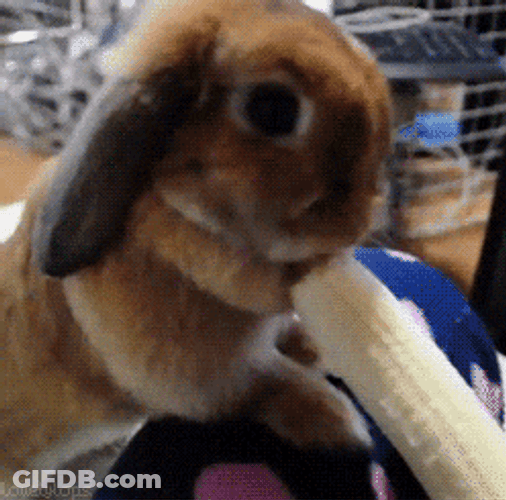 Bunny Eating Savannah Bananas GIF
