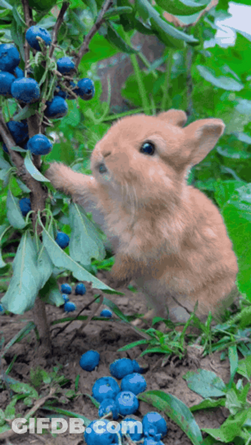 Bunny Eating Wild Berry GIF