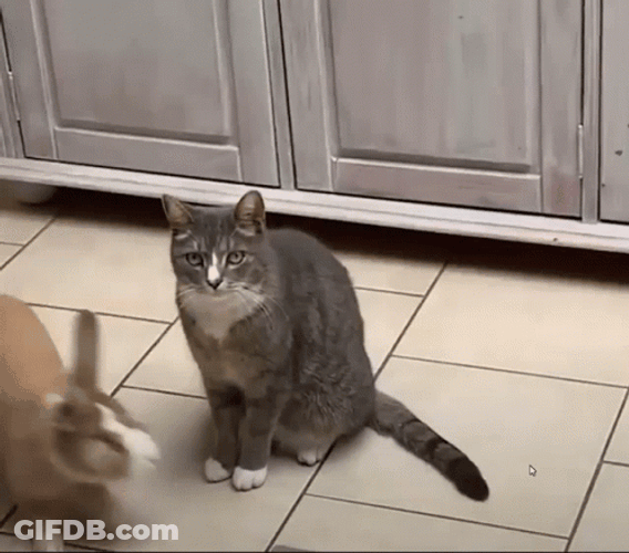 Bunny Hopping Around Cat GIF