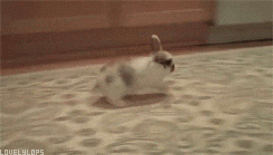 Bunny Hopping Lively Around Carpet GIF