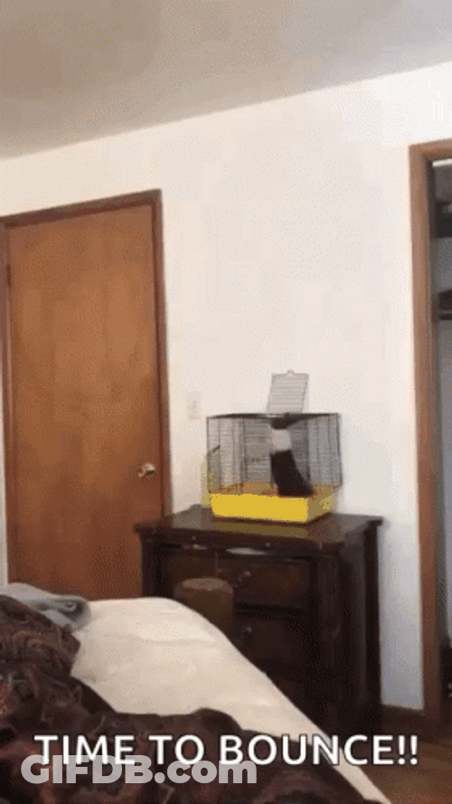 Bunny Hopping Out Of Cage GIF