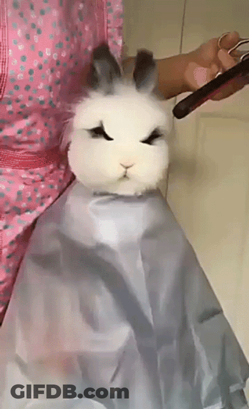 Bunny Pet Haircut GIF