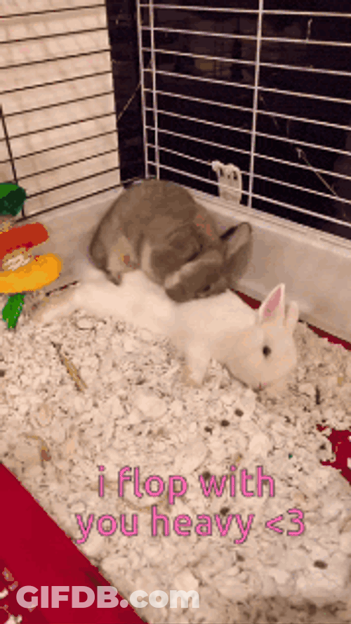Bunny Rabbit GIF