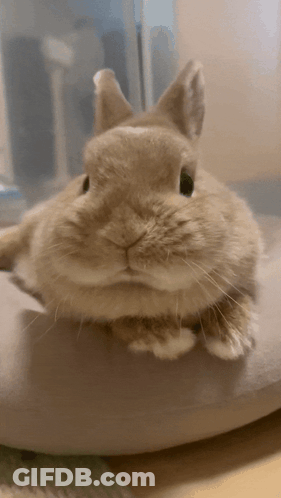 Bunny Rabbit Laying On Pillow GIF