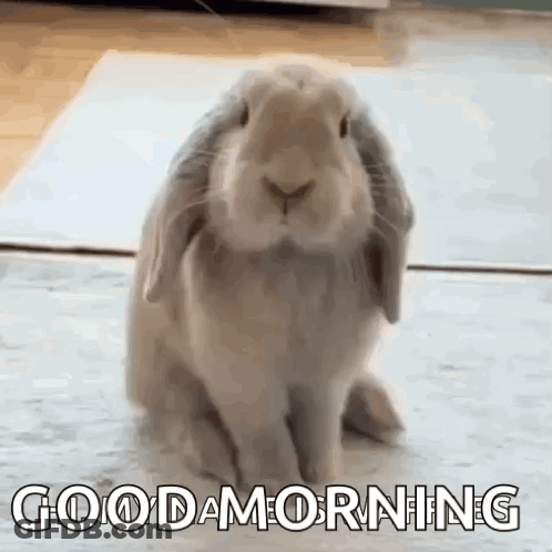 Bunny Rabbit Sitting On Carpet Saying Good Morning GIF