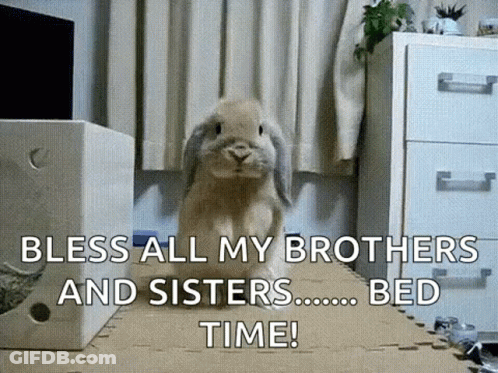 Bunny Rabbit Standing On Rug In Living Room GIF