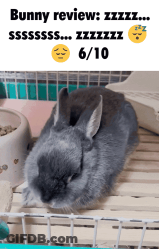 Bunny Sleeping In Cage With 6/10 Rating GIF