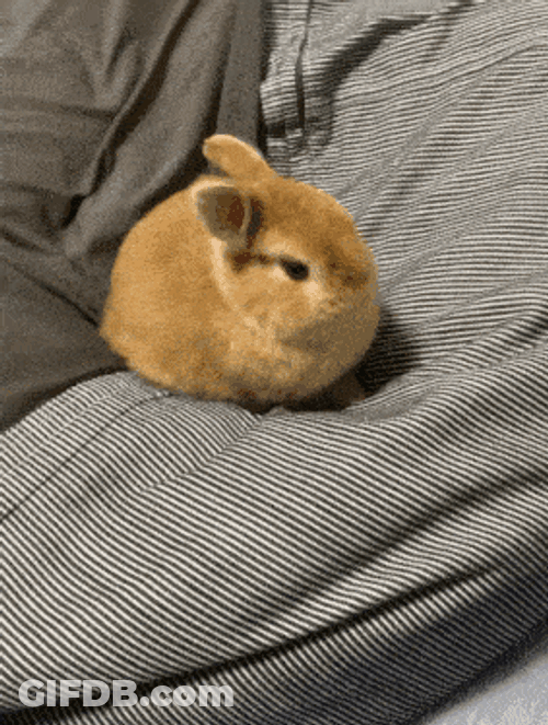 Bunny Sleepy GIF