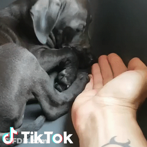 Buonanotte Cute Grande Cane GIF