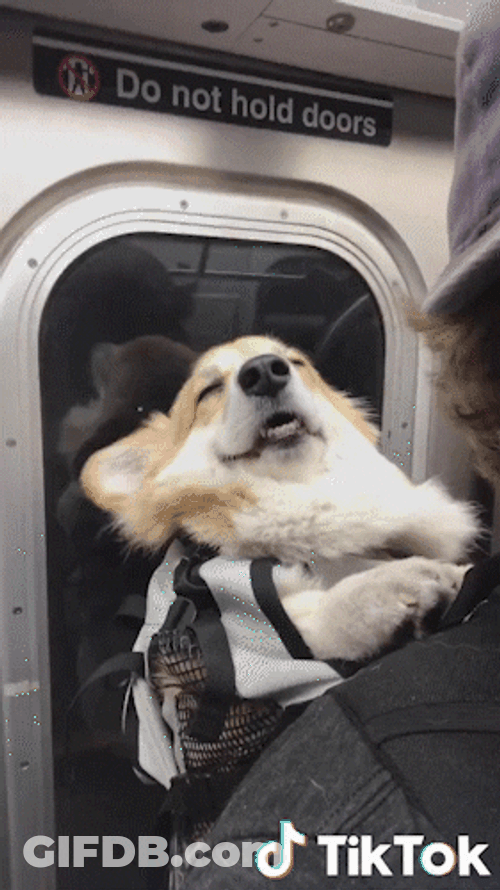 Buonanotte Sleepy Corgi In Train GIF