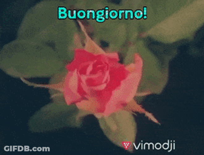 Buongiorno Blooming Flower Visual Design GIF