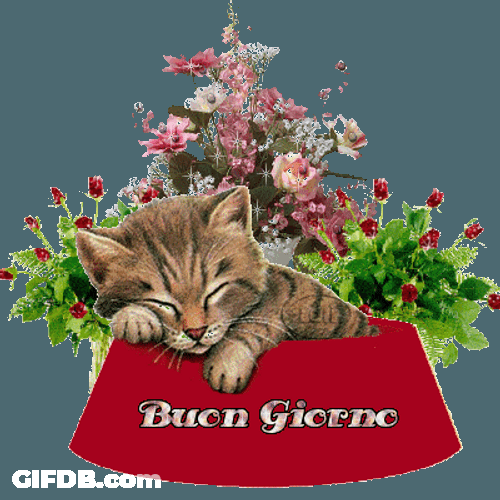 Buongiorno Sleepy Kitten Computer Art GIF