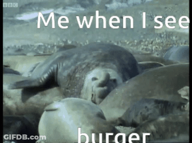 Burger Seal Crawling GIF