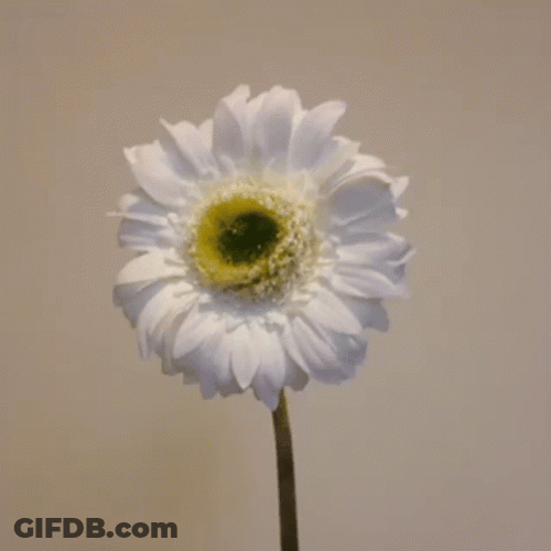 Burning White Daisy Flower GIF