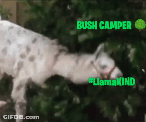 Bush Camper Llama GIF
