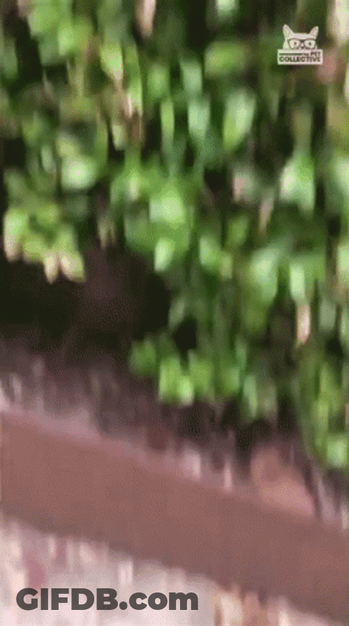Bush Dog Hello GIF