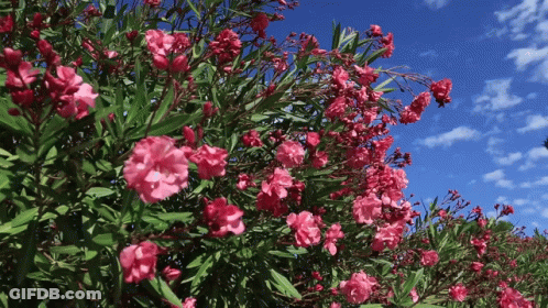 Bush Full Of Pink Flowers Against Blue Sky GIF