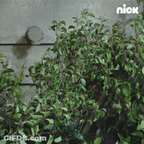 Bush In The Bushes GIF