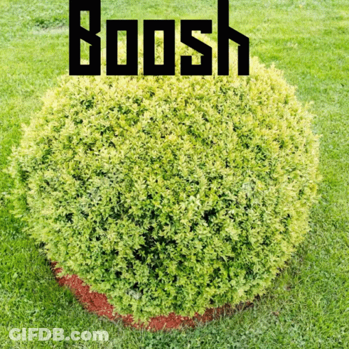 Bush With Boosh Above GIF
