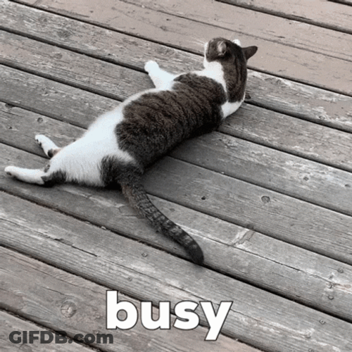 Busy Cat Lick Bath GIF