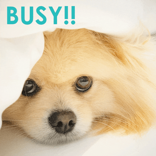 Busy Monday Cute Pup Wiggling Nose GIF