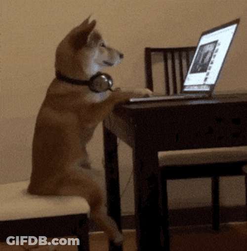 Busy Working Dog Meme GIF