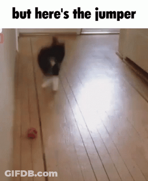 But Here's The Jumper Cat Jumping GIF