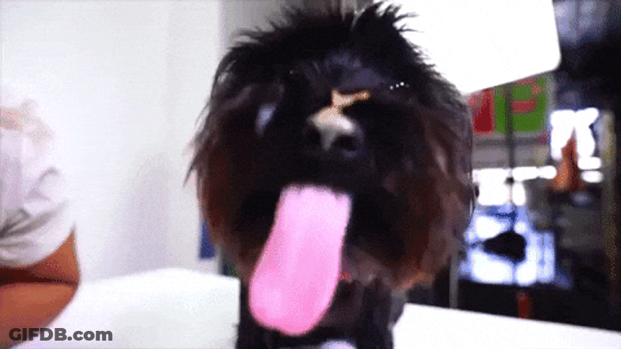 Butter Black Dog Licking GIF